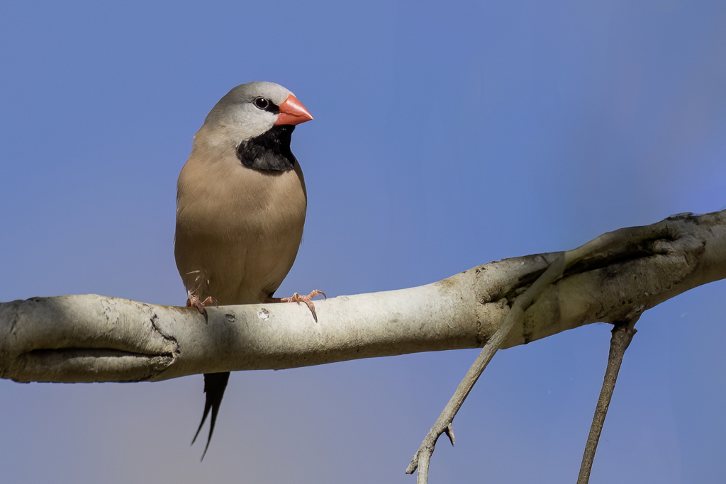 Long-tailed Finch - Spitsstaartamadine - Diamant  longue queue