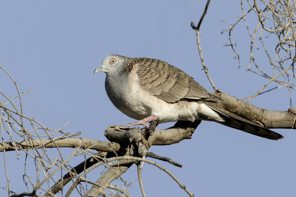 Bar-shouldered Dove - Roodnekzebraduif - Goplie  nuque rousse