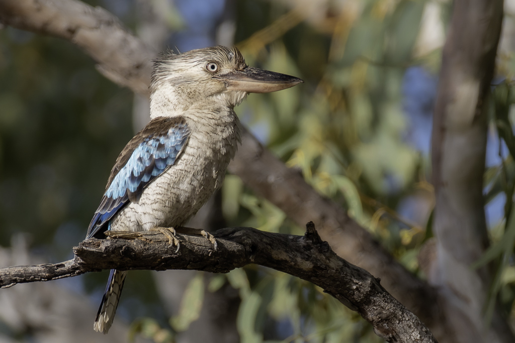 Blue-winged Kookaburra - Blauwvleugelkookaburra - Martin-chasseur  ailes bleues