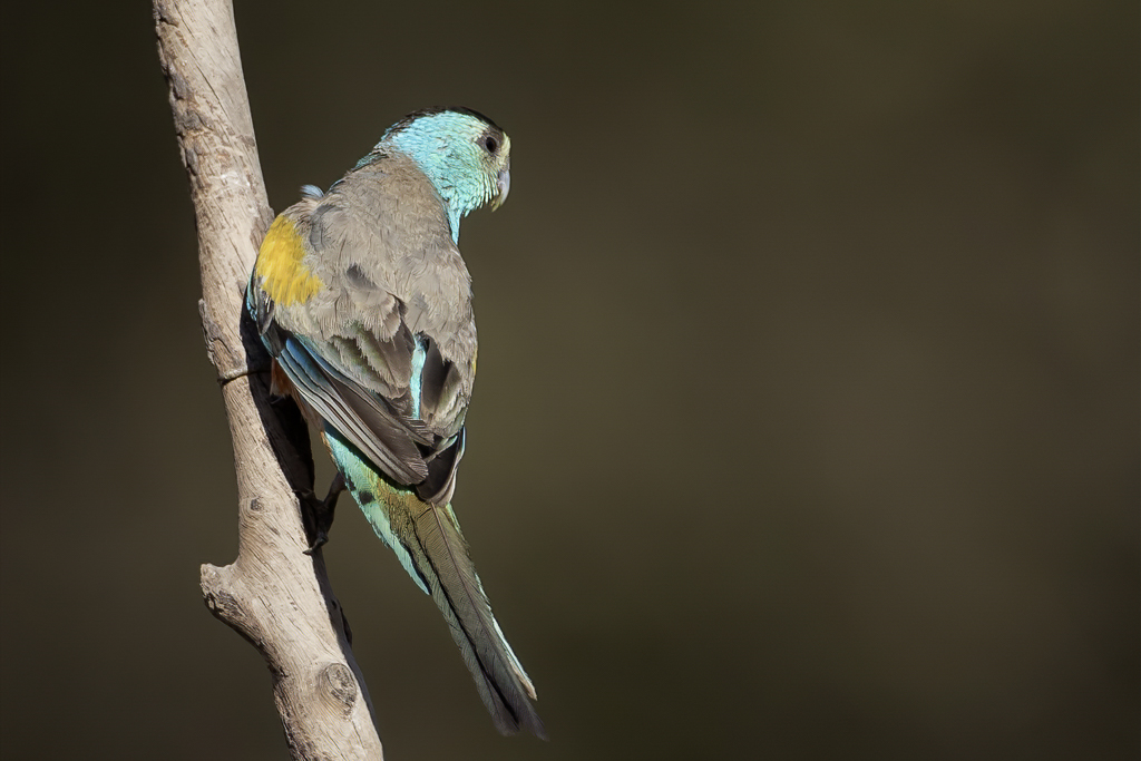 Golden-shouldered Parrot - Geelschouderparkiet - Perruche  ailes dor (m)