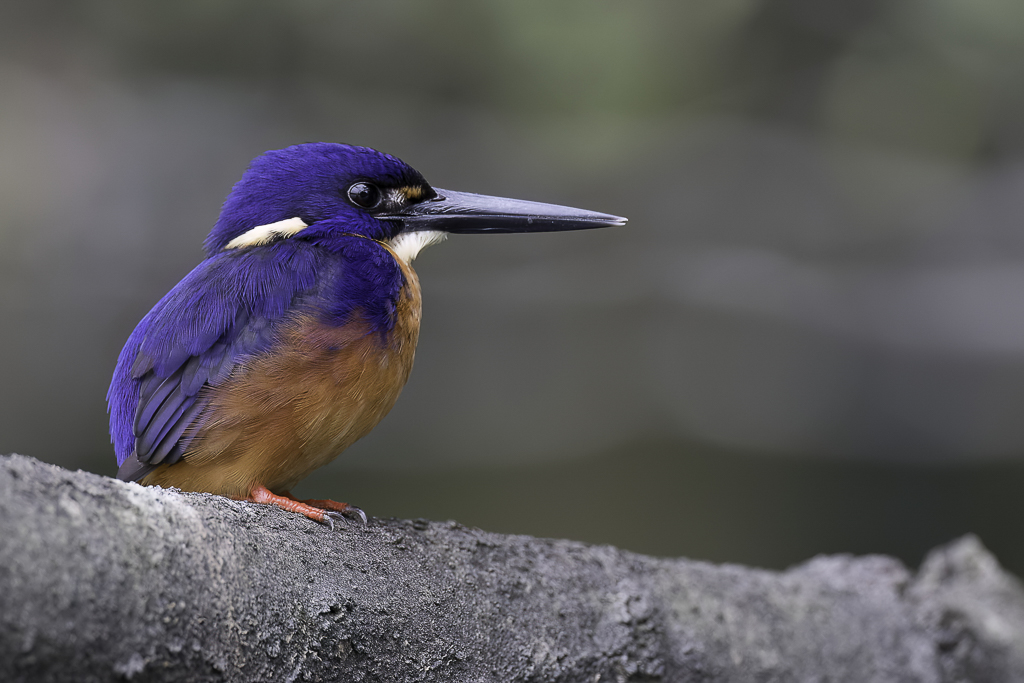 Azure Kingfisher - Azuurijsvogel - Martin-pcheur  dos bleu