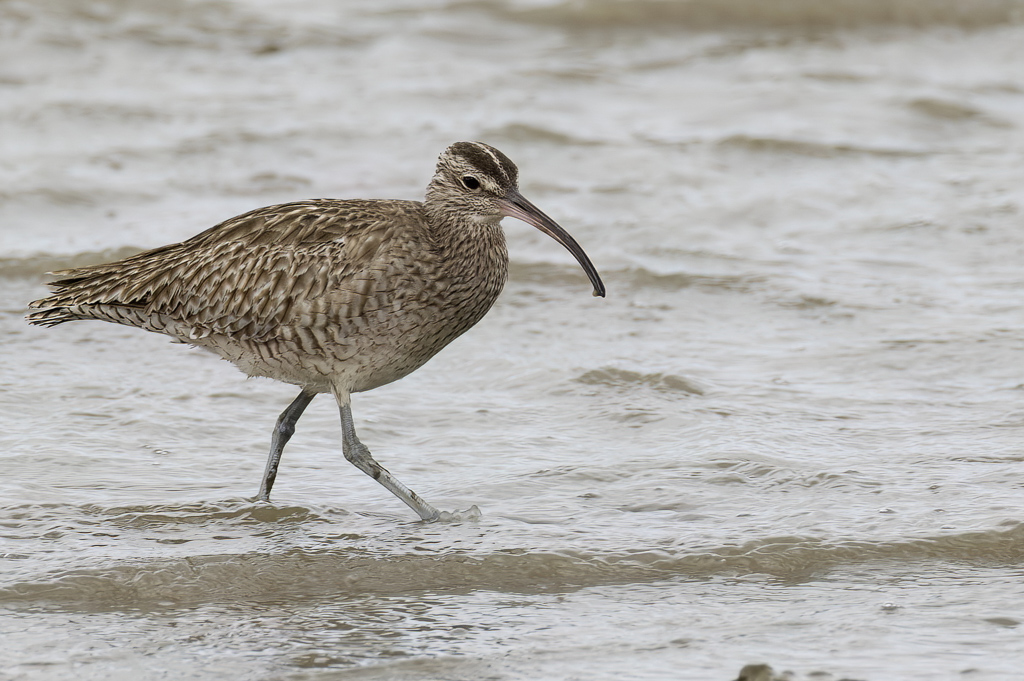 Whimbrel - Regenwulp - Courlis corlieu