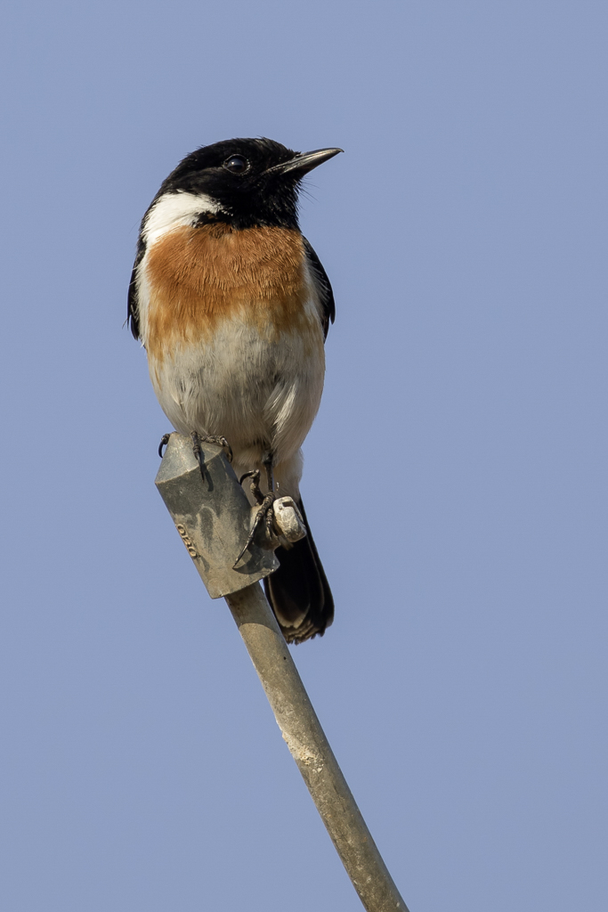 African Stonechat - Afrikaanse Roodborsttapuit - Tarier dAfrique (m)