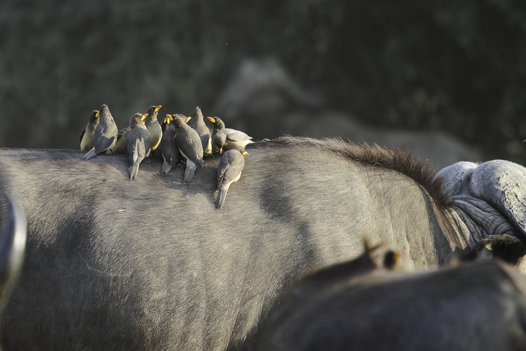 Yellow-billed Oxpecker - Geelsnavelossenpikker - Piqueboeuf  bec jaune