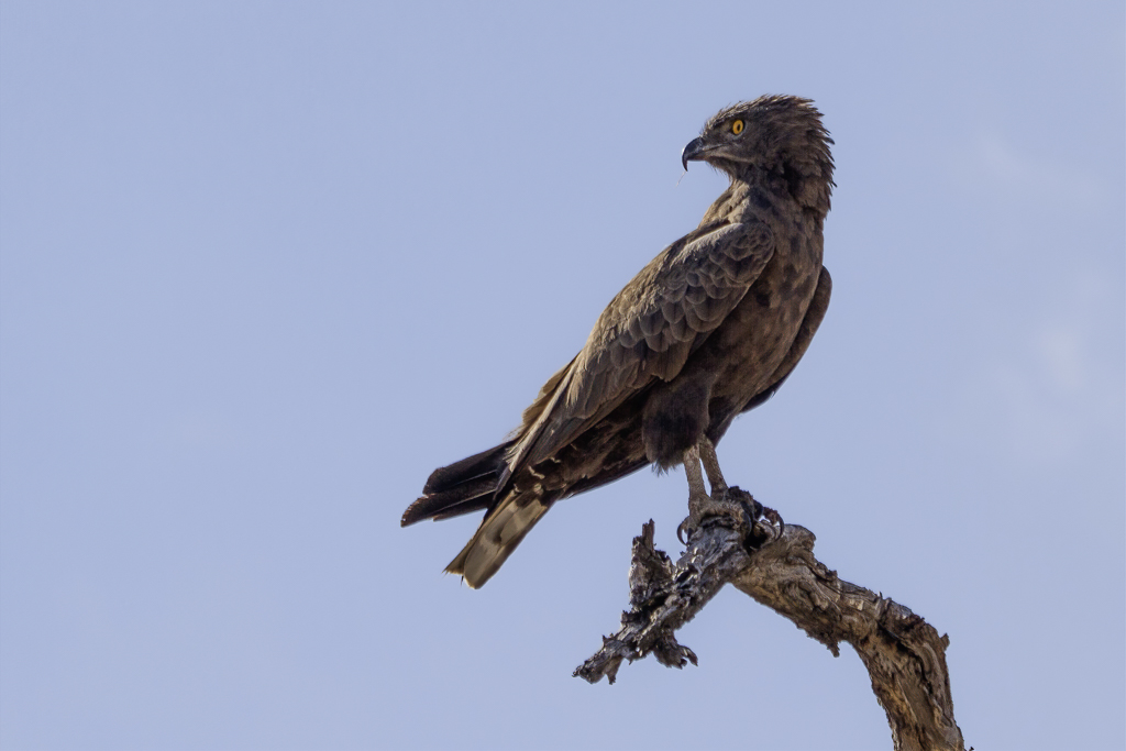 Brown Snake Eagle - Bruine Slangenarend - Circate brun