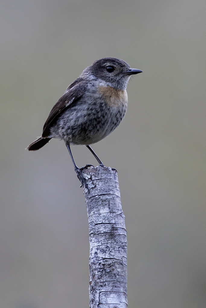 African Stonechat - Afrikaanse Roodborsttapuit - Tarier dAfrique (j)