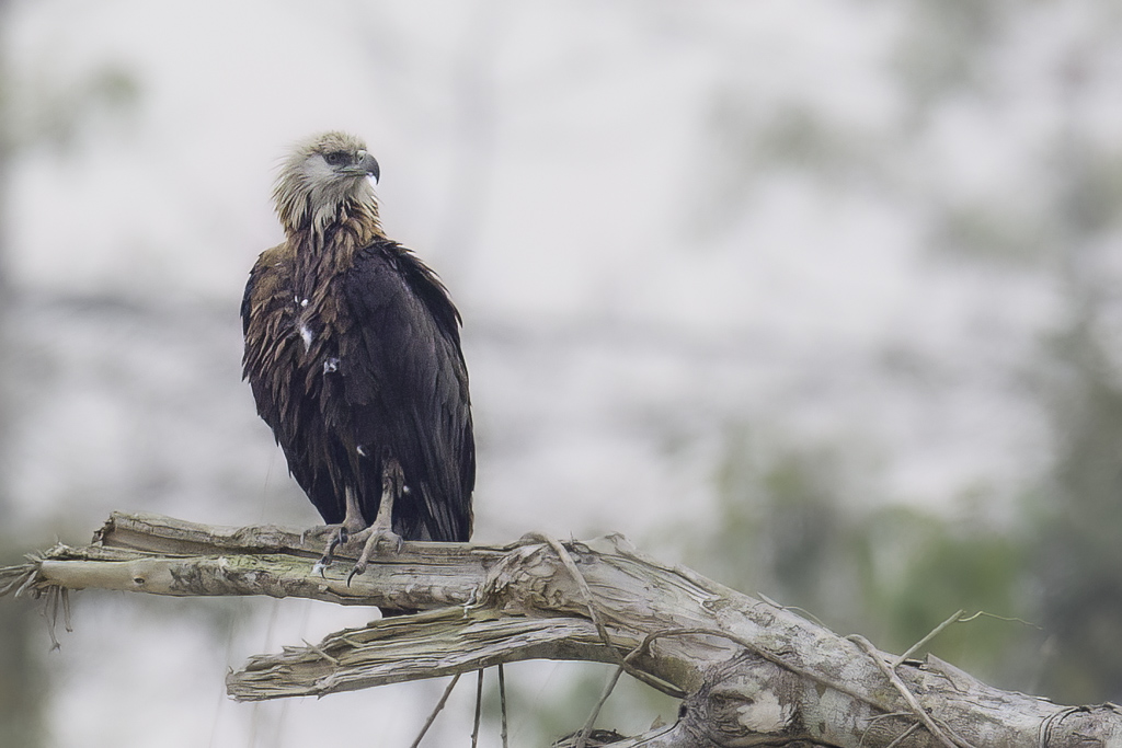 Pallass Fish Eagle - Witbandzeearend - Pygargue de Pallas