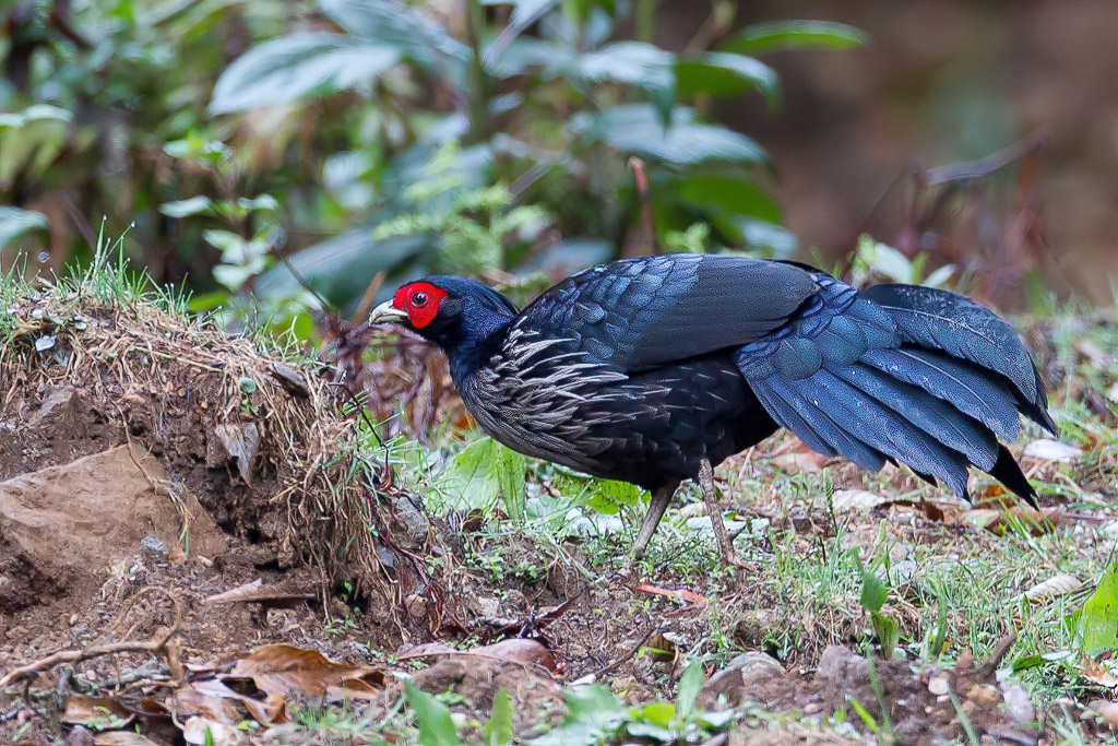 Kalij Pheasant - Nepalfazant - Faisan leucomle (m)