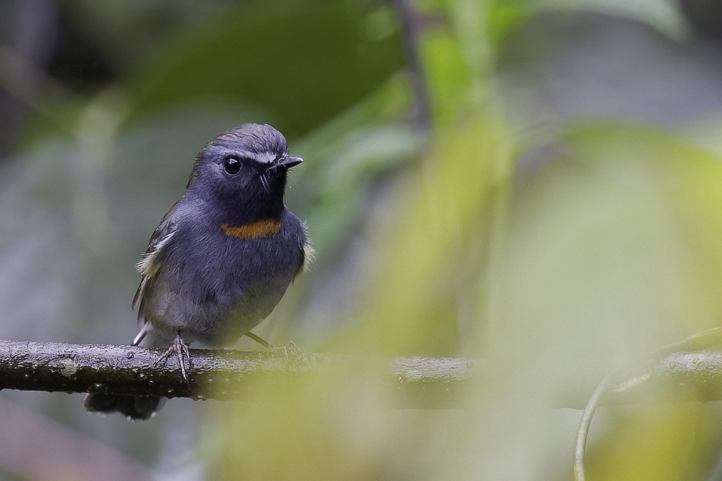 Rufous-gorgeted Flycatcher - Roestvlekvliegenvanger - Gobemouche  bavette orange