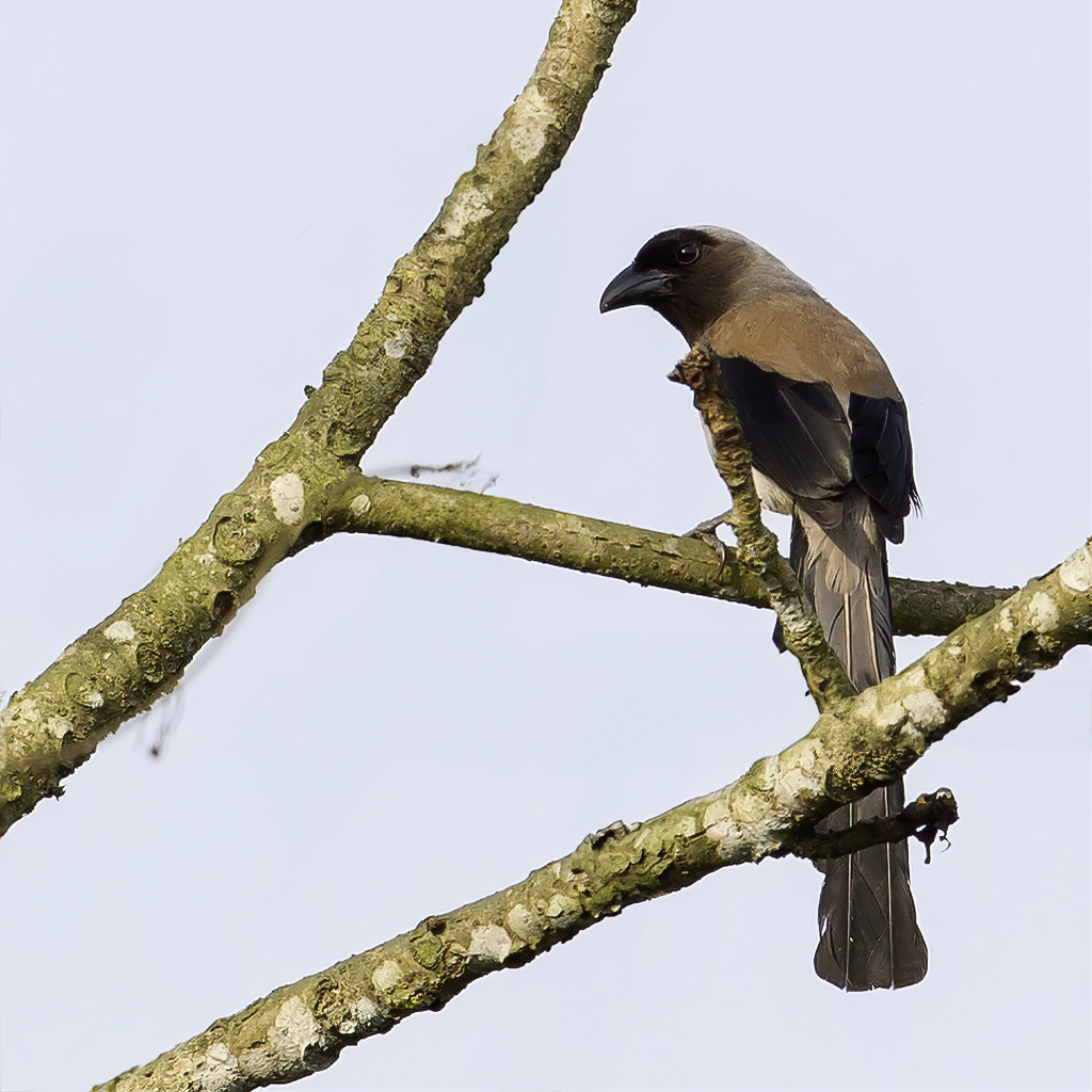 Grey Treepie - Grijsborstboomekster - Tmia de Swinhoe