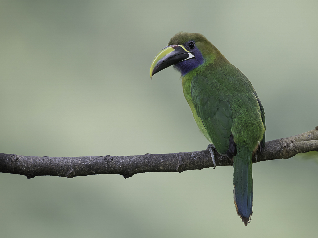 Blue-throated Toucanet.- Blauwkeelarassari - Toucanet  gorge bleue