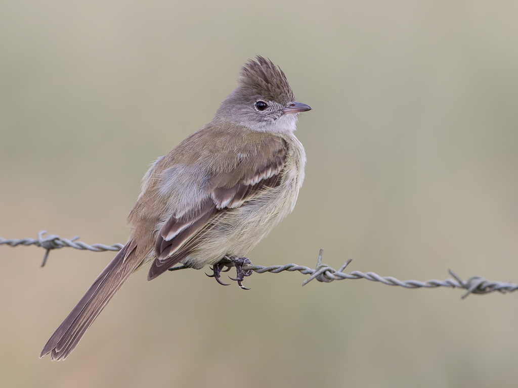 Yellow-bellied Elaenia - Geelbuikelenia - lnie  ventre jaune