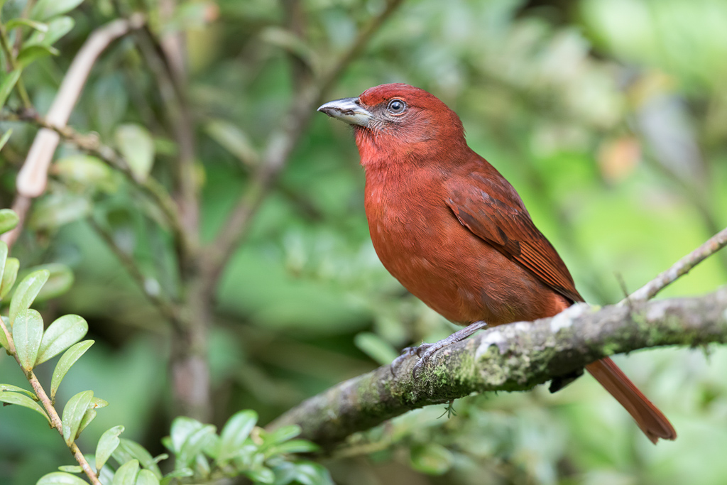 Hepatic Tanager - Levertangare - Piranga  joues grises