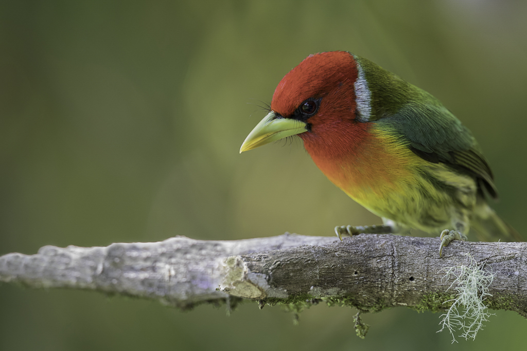 Red-headed Barbet - Roodkopbaardvogel - Cabzon  tte rouge (m)
