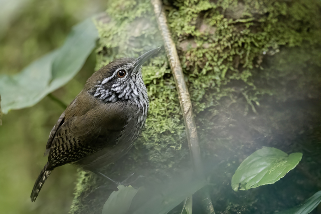 Stripe-breasted Wren - Streepborstwinterkoning - Troglodyte flamm