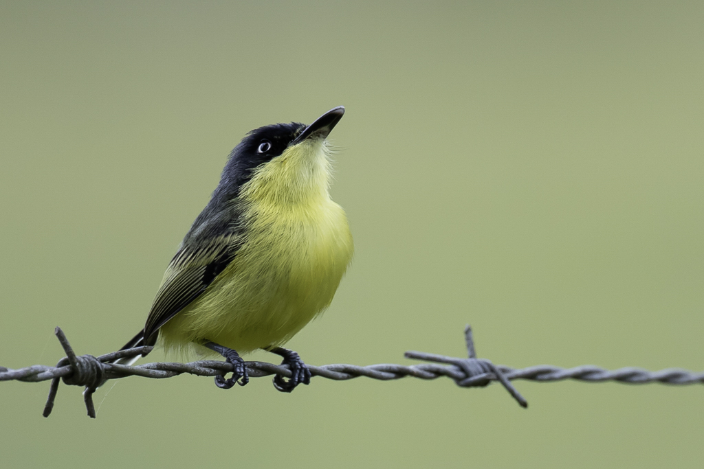 Common Tody-Flycatcher - Geelbuikschoffelsnavel - Todirostre familier