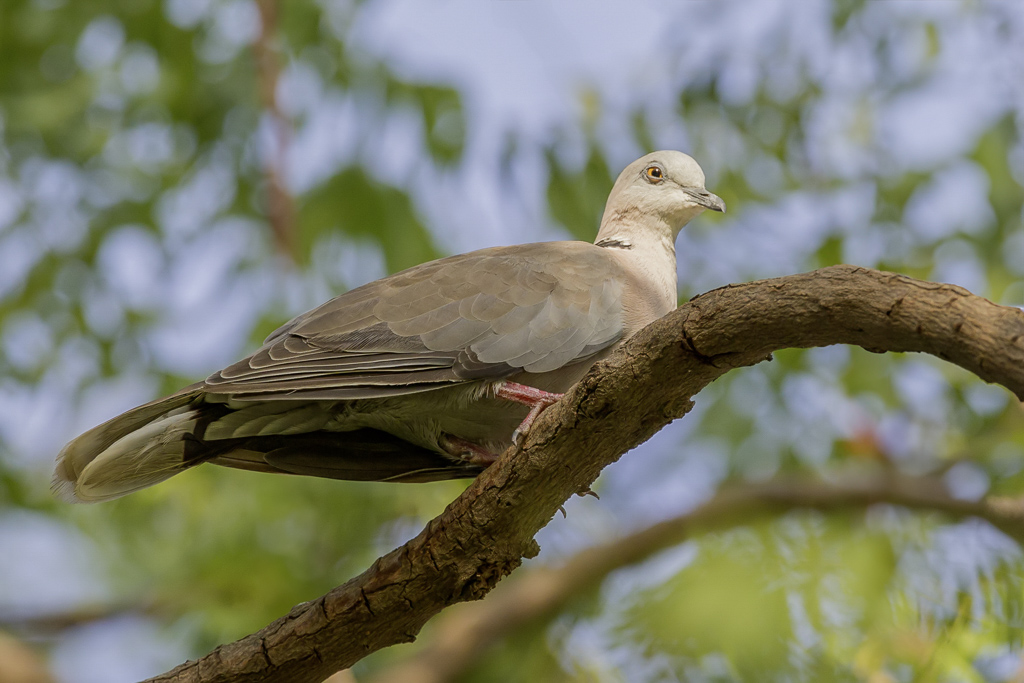 Mourning Collared Dove - Treurtortel - Tourterelle pleureuse