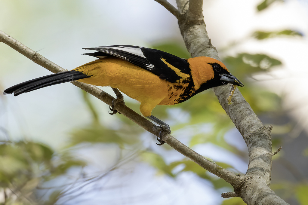 Spot-breasted Oriole - Vlekborsttroepiaal - Oriole macul
