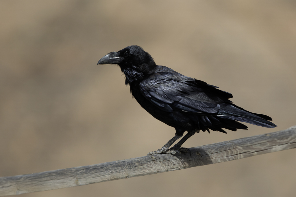 Northern Raven - Raaf - Grand Corbeau