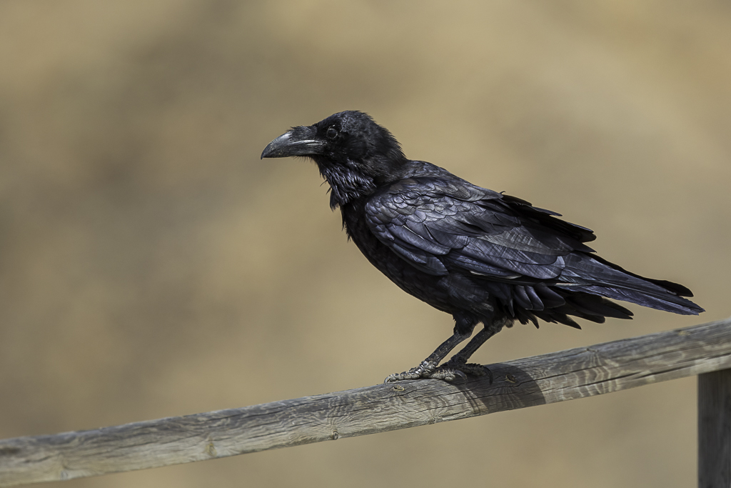 Northern Raven - Raaf - Grand Corbeau