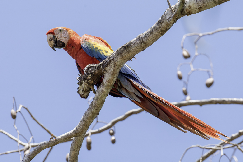 Scarlet Macaw - Geelvleugelara - Ara rouge