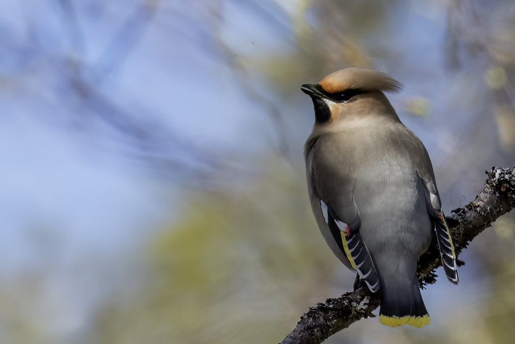 Bohemian Waxwing - Pestvogel - Jaseur boral