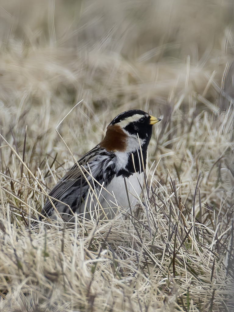 Lapland Longspur - IJsgors - Bruant lapon