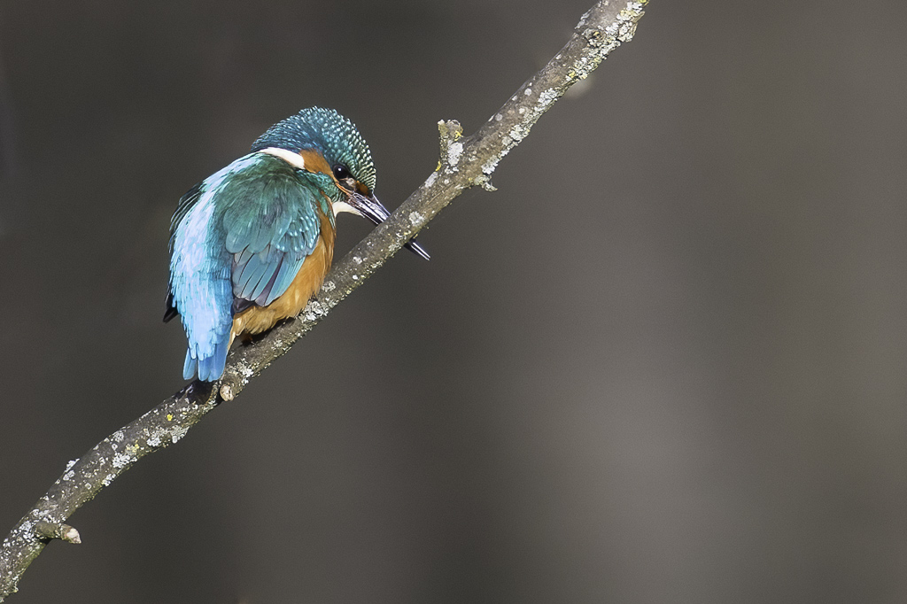 Common Kingfisher - IJsvogel - Martin-pcheur dEurope