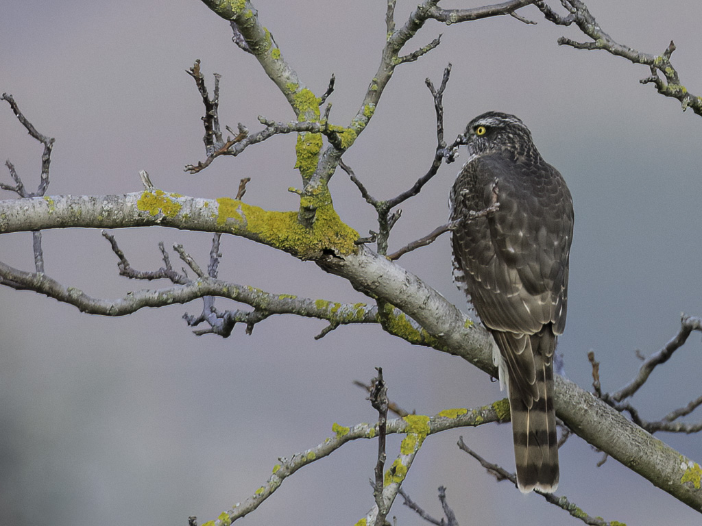 Eurasian Sparrowhawk - Sperwer - pervier dEurope