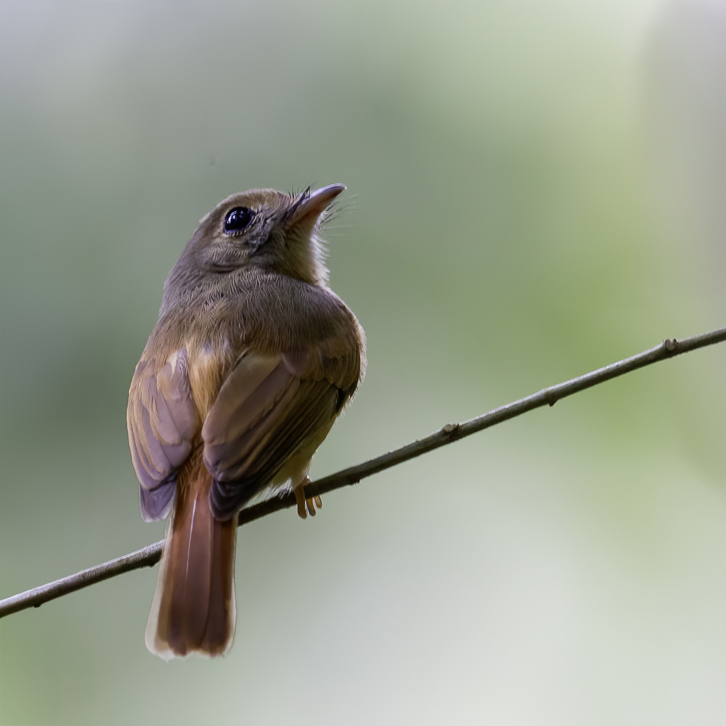 Ruddy-tailed Flycatcher - Roodstaarttiran - Barbichon rougequeue