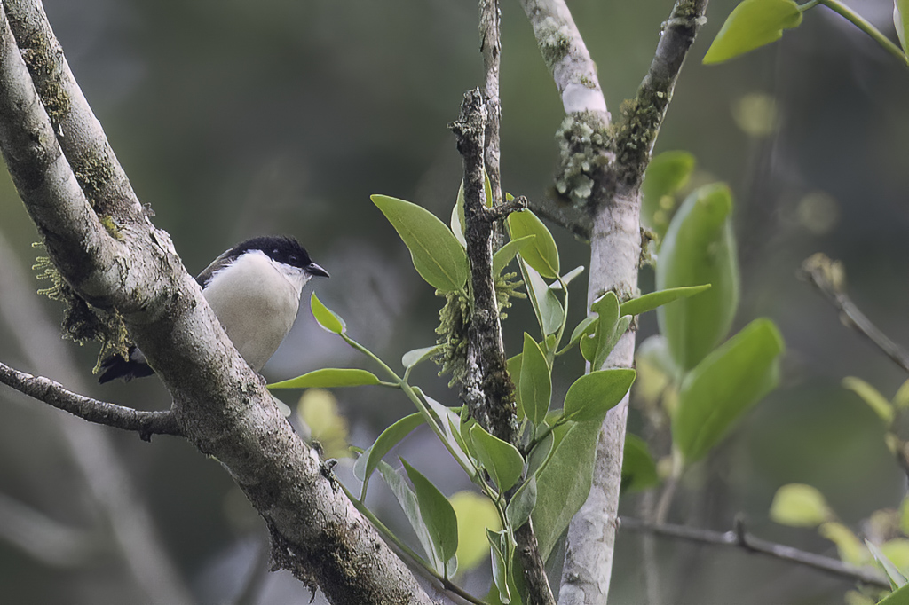 White-breasted Nigrita - Witborstnegervink - Nigrette  ventre blanc