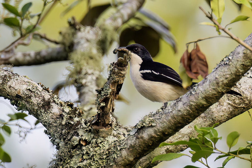Tropical Boubou - Tropische Fiskaal - Grand Gonolek