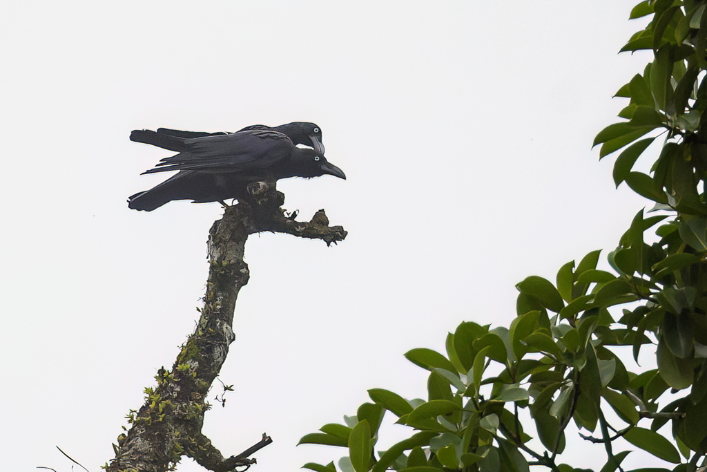 Long-billed Crow - Molukse Kraai - Corneille des Moluques