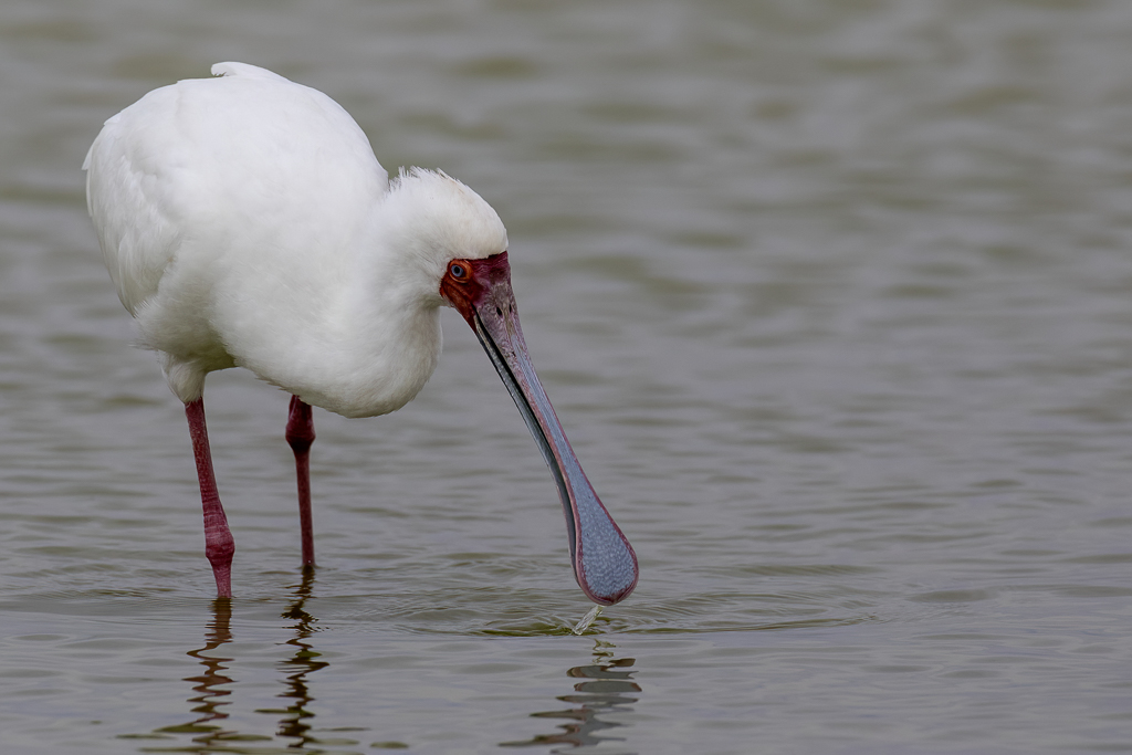 African Spoonbill - Afrikaanse Lepelaar - Spatule dAfrique