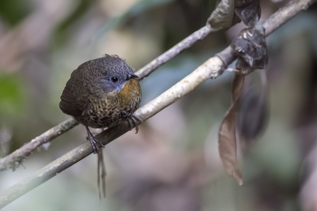 Rufous-throated Wren-Babbler - Roodkeelsluiptimalia - Turdinule  gorge rousse