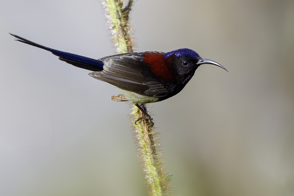 Black-throated Sunbird - Zwartkeelhoningzuiger - Souimanga sombre (m)