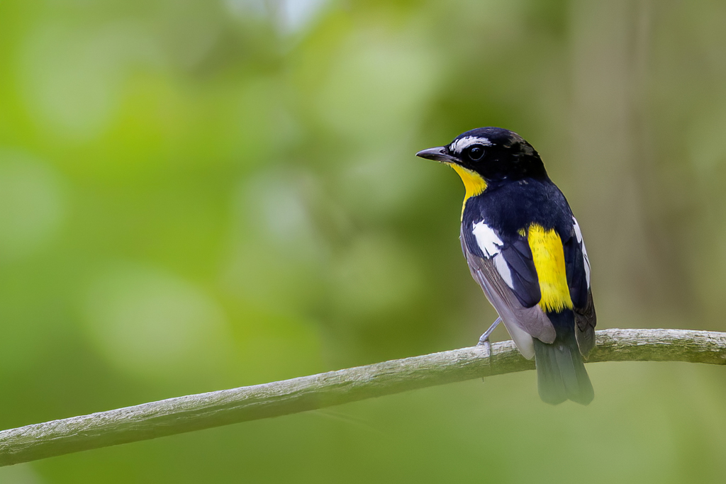 Yellow-rumped Flycatcher - Driekleurenvliegenvanger - Gobemouche  croupion jaune