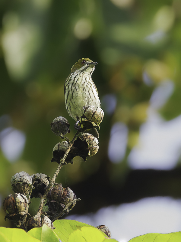 Yellow-vented Flowerpecker - Gevlekte Honingvogel - Dice cul-dor