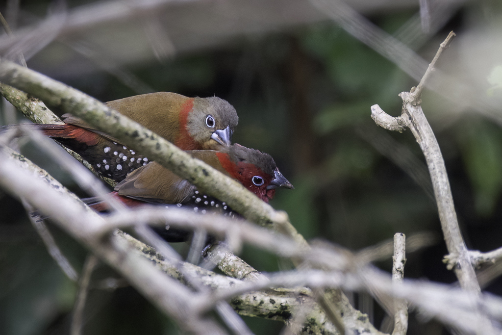 Red-throated Twinspot - Rode Druppelastrild - Sngali enflamm (m+f)