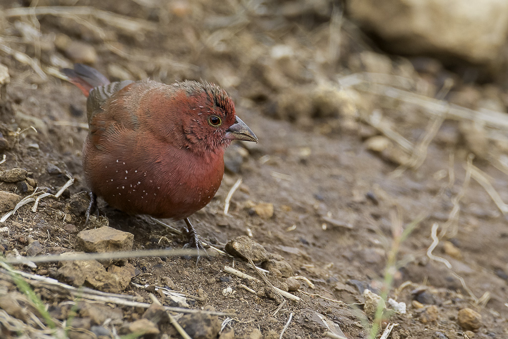 Red-billed Firefinch - Vuurvink - Amarante du Sngal