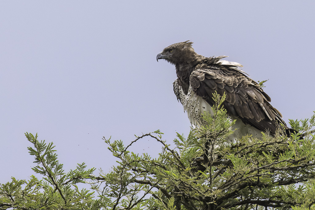 Martial Eagle - Vechtarend - Aigle martial
