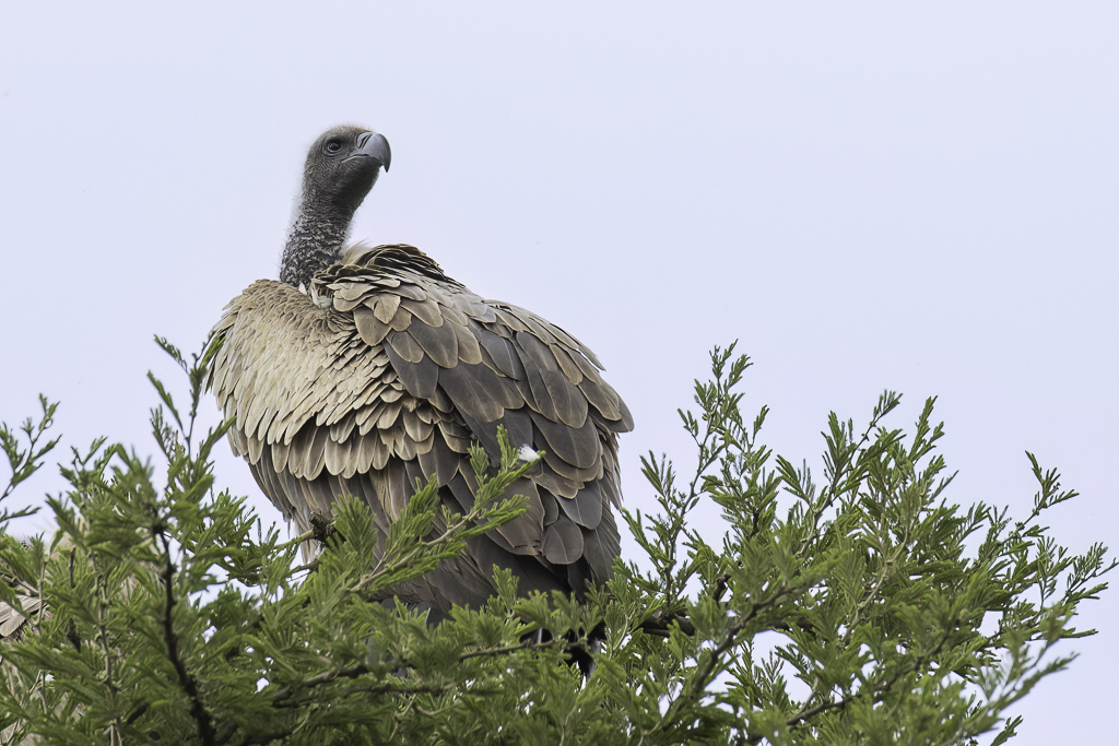 White-backed Vulture - Witruggier - Vautour africain