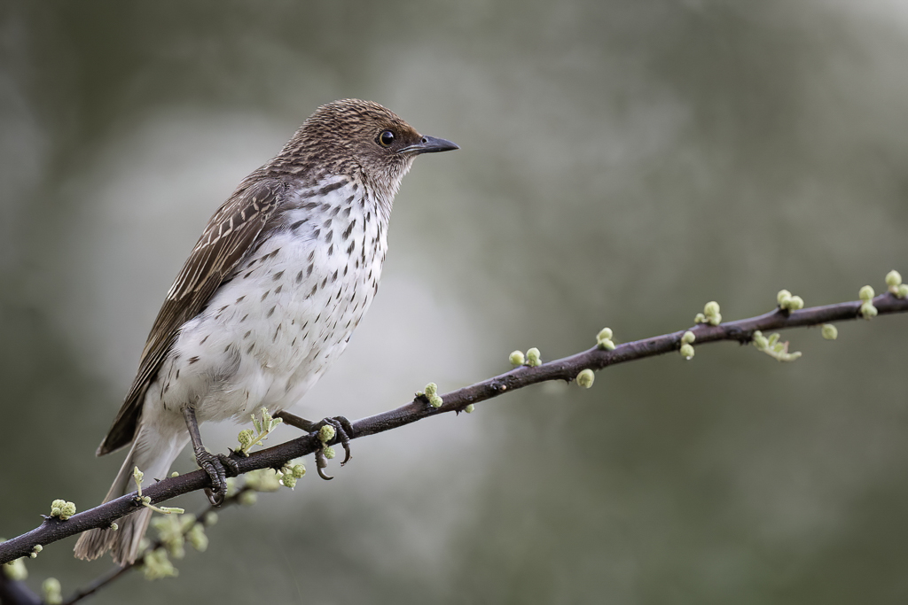 Violet-backed Starling - Amethistspreeuw - Spro amthyste