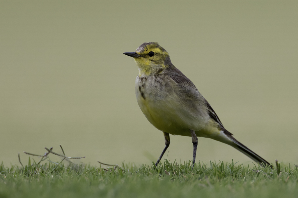 Western Yellow Wagtail - Gele Kwikstaart - Bergeronnette printanire