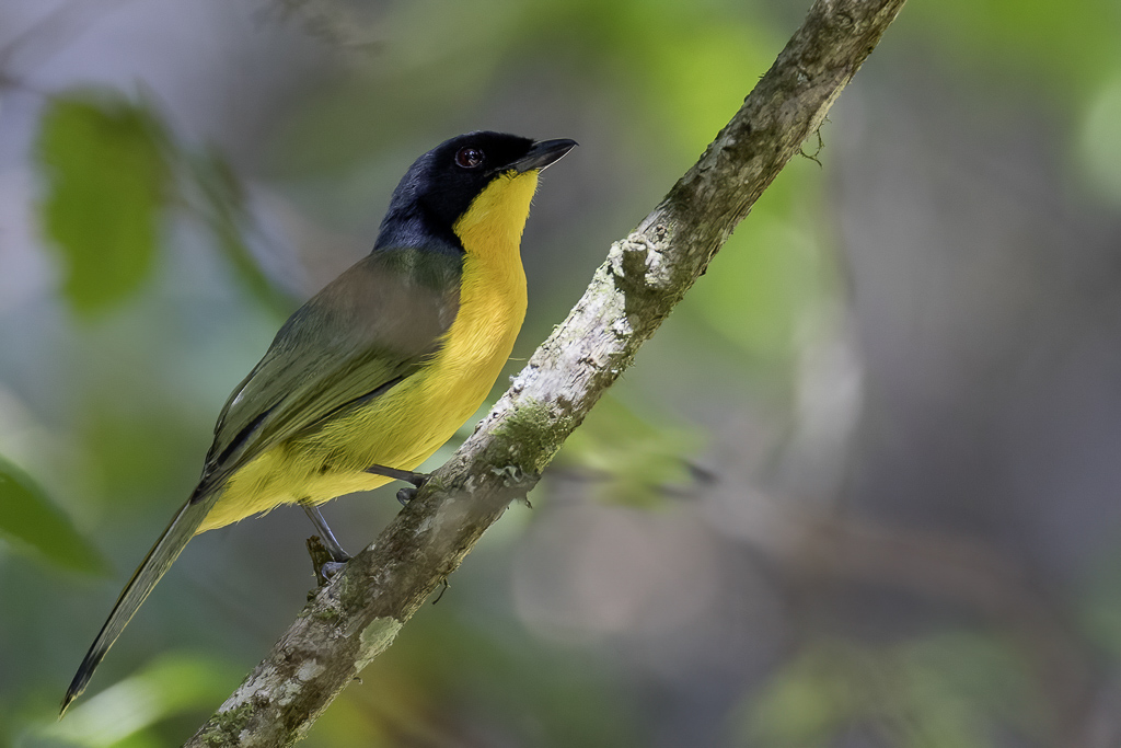 Black-fronted Bushshrike - Reichenows Bosklauwier - Gladiateur  front noir