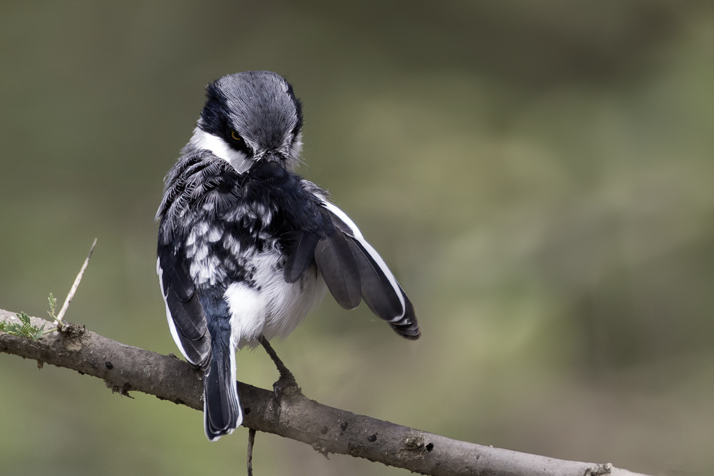 Pygmy Batis - Kleine Doornvliegenvanger - Pririt pygme (m)