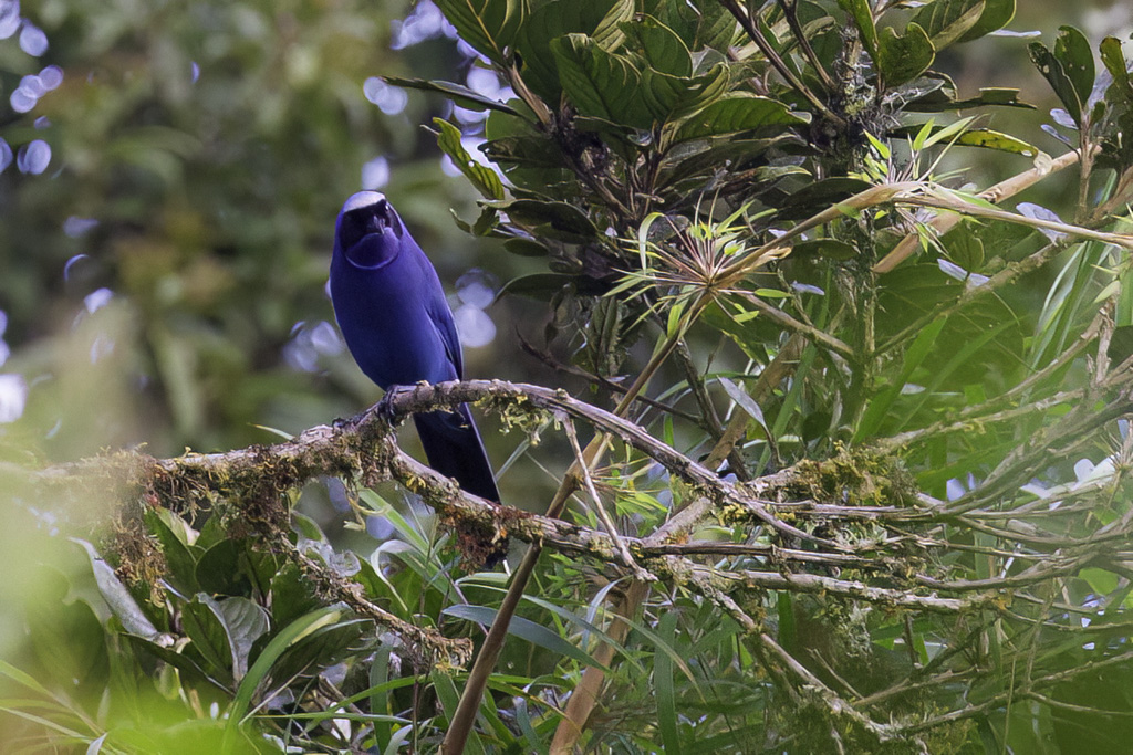 White-collared Jay - Witkraaggaai - Geai indigo