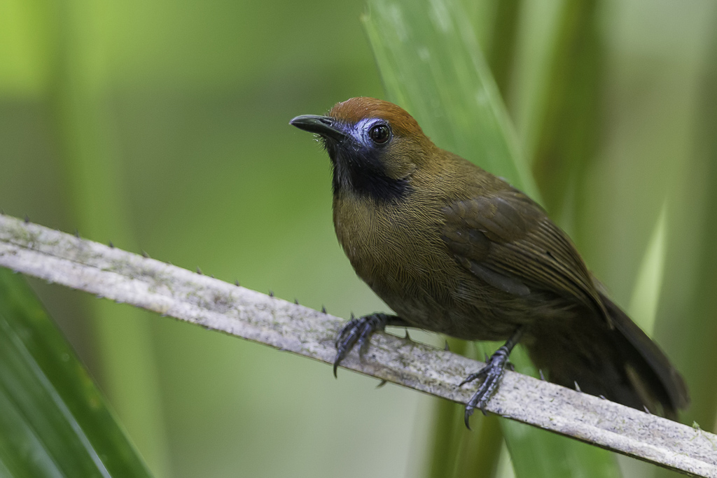 Fluffy-backed Tit-Babbler - Stekelrugtimalia - Timalie chamasa