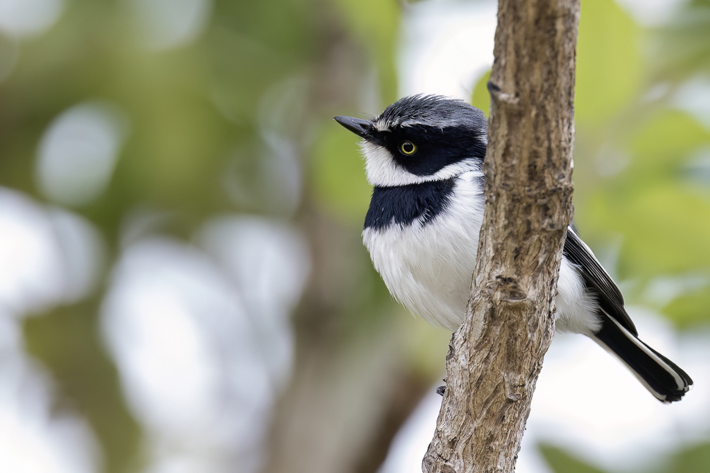 Chinspot Batis - Witflankvliegenvanger - Pririt molitor (m)