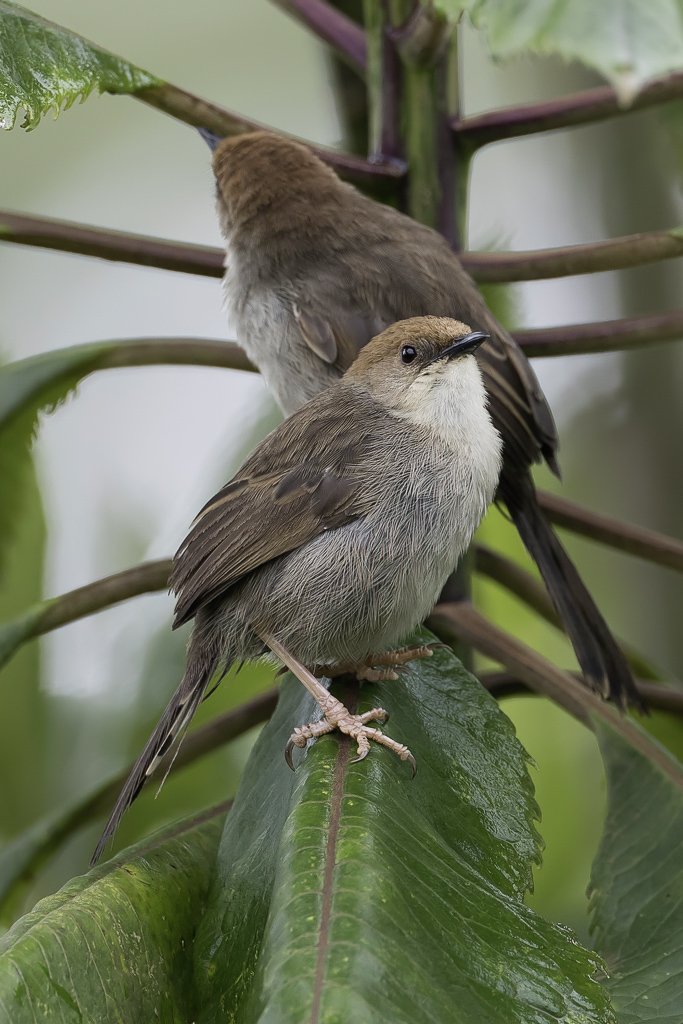 Hunters Cisticola - Hunters Graszanger - Cisticole de Hunter